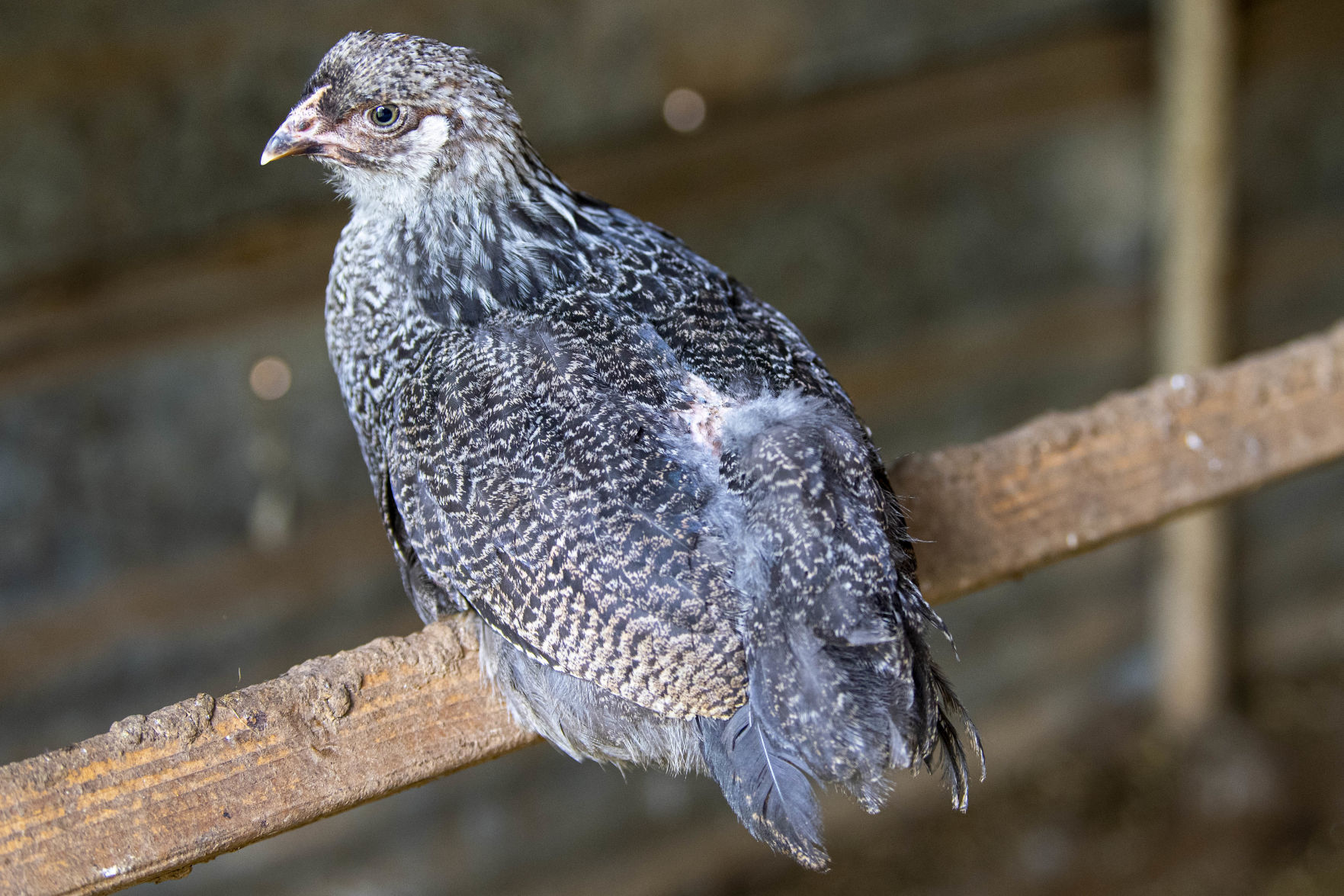 Perched
